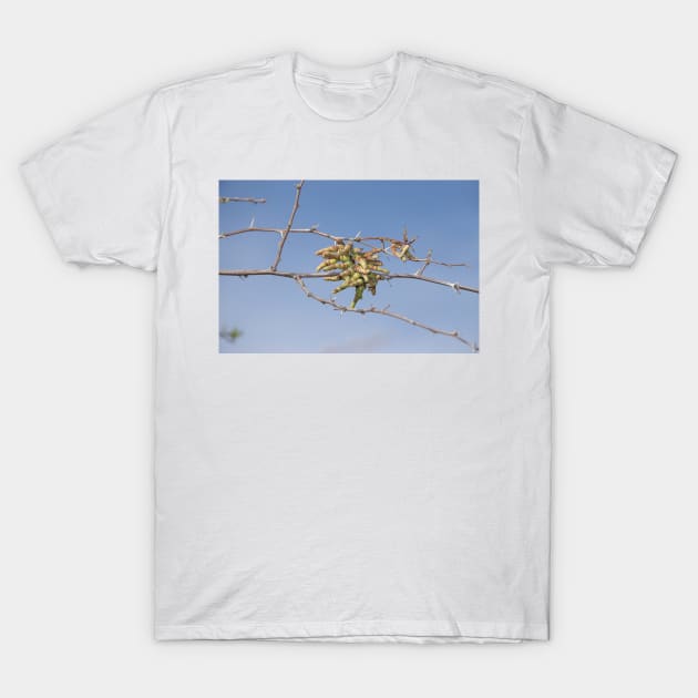 Screwbean mesquite T-Shirt by SDym Photography